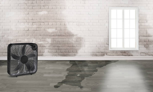 Best Water damage restoration near me  in Columbia City, IN